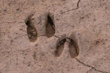 Göl kenarındaki kumda roe geyiği izleri.