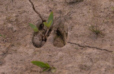 Göl kenarındaki kumda roe geyiği izleri.