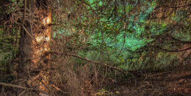 Ormandaki yaşlı ladin ile manzara