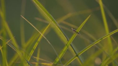 Juicy sedge on the bank of a mountain river in the sun