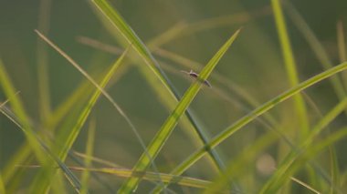 Juicy sedge on the bank of a mountain river in the sun