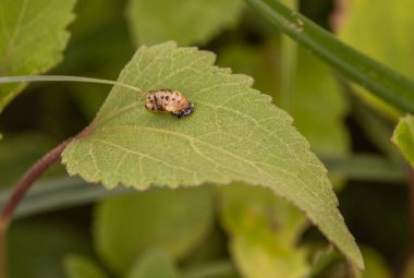 Larva yaprak üzerindeki kozadan çıkar.