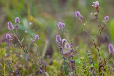 Çayırdaki yonca trifolium dubiyum meyvesi.