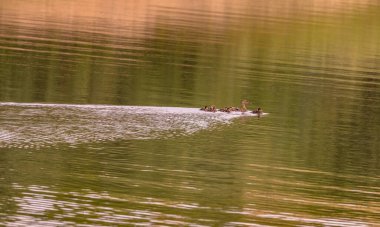 Mallard ve yavrusu gölde.