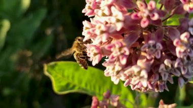 Asclepias syriaca 'dan altın saat içinde nektar toplayan arı.