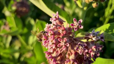 Asclepias syriaca 'dan altın saat içinde nektar toplayan arı.