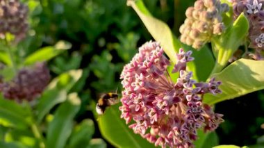 Bumblebee altın saat içinde Asclepias syriaca 'dan nektar topluyor.
