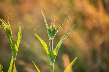Genç Dipsacus fullonum bitkisi çayırda
