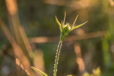 Genç Dipsacus fullonum bitkisi çayırda
