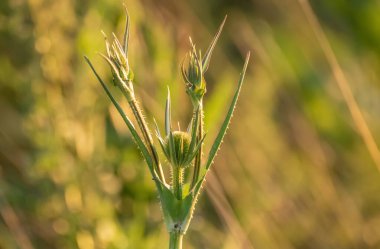 Genç Dipsacus fullonum bitkisi çayırda