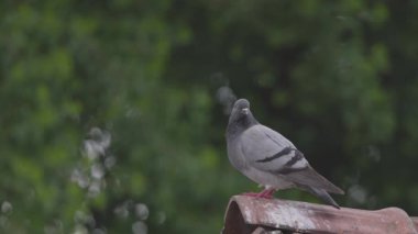 Yalnız güvercin çatıda