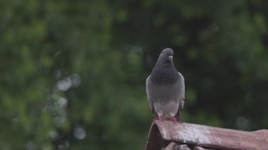 Yalnız güvercin çatıda