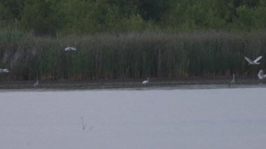 Gölde beyaz balıkçıl sürüsü