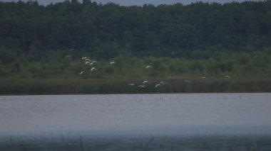 Gölde beyaz balıkçıl sürüsü