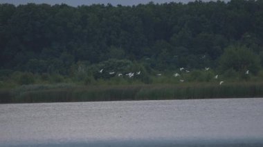 Gölde beyaz balıkçıl sürüsü