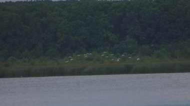 Gölde beyaz balıkçıl sürüsü