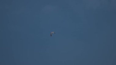 Gün batımı gökyüzünde uçan martı