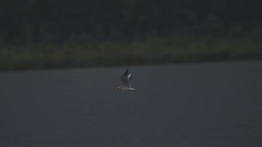 Yaz gölünde doğal koşullarda martı.