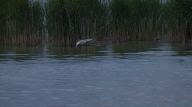 Yaz gölünde doğal koşullarda martı.