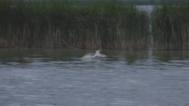 Yaz gölünde doğal koşullarda martı.