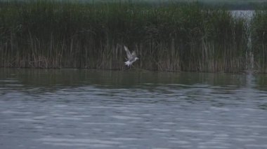 Yaz gölünde doğal koşullarda martı.