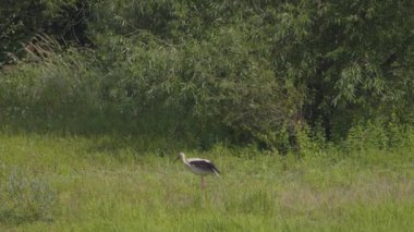 Leylek yaz fırtınasından önce uçar