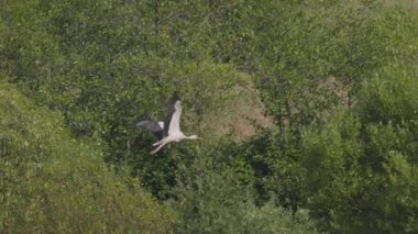 Leylek yaz fırtınasından önce uçar