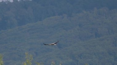 Leylek yaz fırtınasından önce uçar