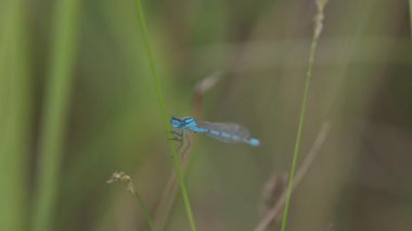 Yusufçuk Coenagrion hastulatum erkeği bir sapın üzerinde oturur.