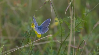 Ortak Mavi Kelebek nektar topluyor