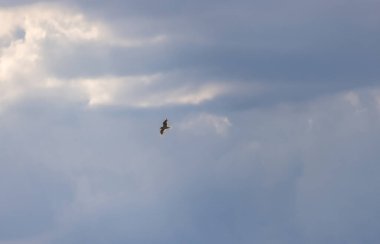 Gün batımı gökyüzünde uçan martı