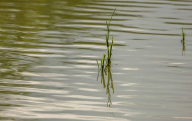 Gökyüzü yansıması ve günbatımı renkleriyle desenli göl dalgaları