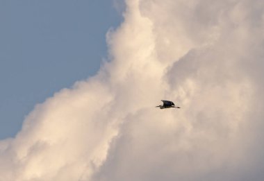 Uçuşta Gri Heron Ardea Cinerea