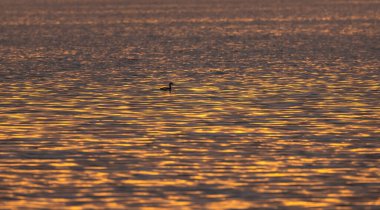 Büyük ibikli yağ gölde yüzüyor.