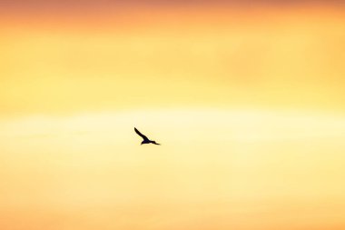 Gün batımı gökyüzünde uçan martı