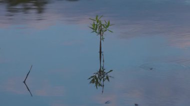 Suyun yüzeyindeki doğal koşullarda gölet yürüyüşçüsü
