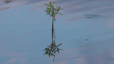 Suyun yüzeyindeki doğal koşullarda gölet yürüyüşçüsü