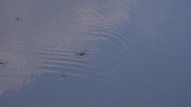 Suyun yüzeyindeki doğal koşullarda gölet yürüyüşçüsü