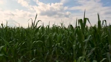 Bulutlu bir günde yeni bir mısır mahsulüyle manzara