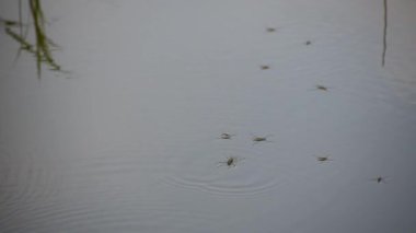 Suyun yüzeyindeki doğal koşullarda gölet yürüyüşçüsü
