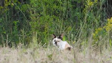 Doğada evcil kedi avı