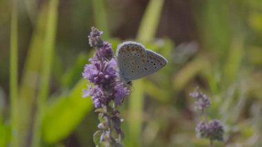 Ortak Mavi Kelebek nektar topluyor