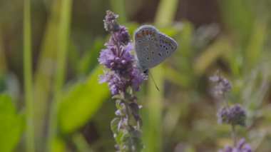 Ortak Mavi Kelebek nektar topluyor