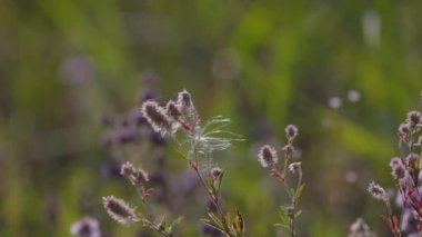 Çayırdaki yonca trifolium dubiyum meyvesi.
