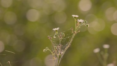 Günbatımında Phalacroloma yıllık çiçeği