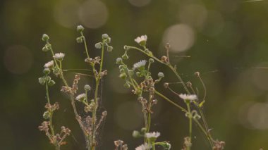 Günbatımında Phalacroloma yıllık çiçeği