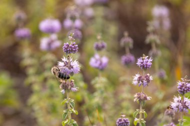Bir yabanarısı nane çiçeğinden nektar toplar.