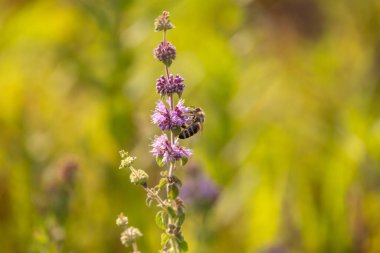 Bir yabanarısı nane çiçeğinden nektar toplar.