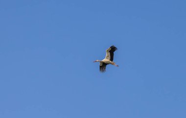 Bir leylek yazın gökyüzünde uçar