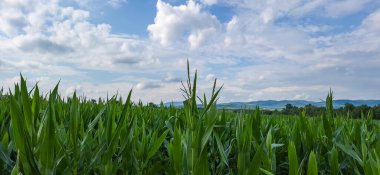Bulutlu bir günde yeni bir mısır mahsulüyle manzara